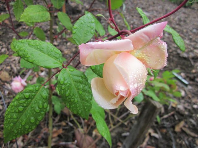 Sunset - heirloom tea rose photo IMG_1181_zps71d6f115.jpg